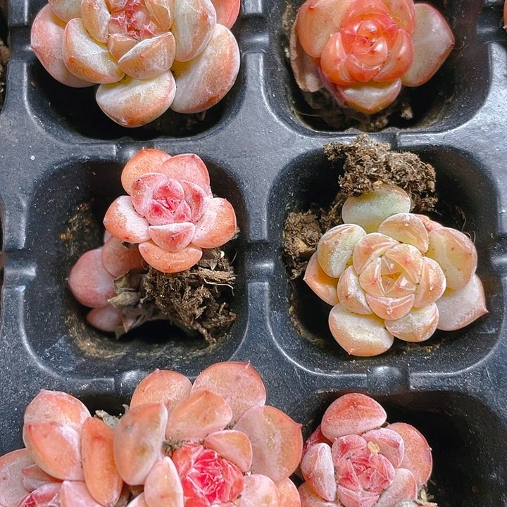 烟雨穴一个满25包邮,