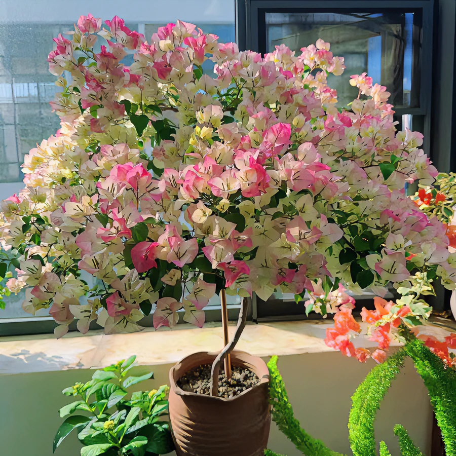 【一物一拍】三角梅四季开花勤花爬藤飘枝阳台庭院绿植好养