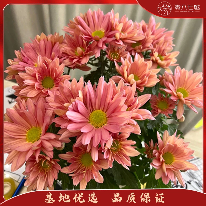 网红三文鱼三文鱼小菊菊花花盆庭院多年庭院耐热耐寒雏菊