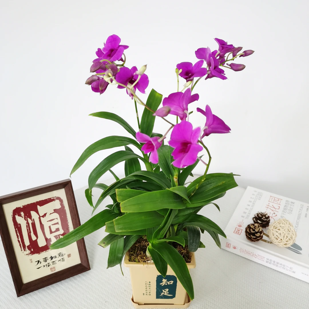 （达人专属）石斛兰紫红色盆栽室内花卉阳台客厅接待前台多年生