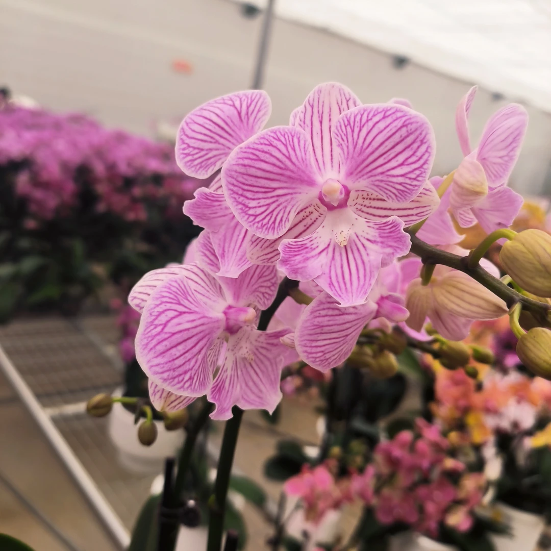 【曼塔佩妮达】福利云南鲜花蝴蝶兰盆栽带花带苞多年生桌面