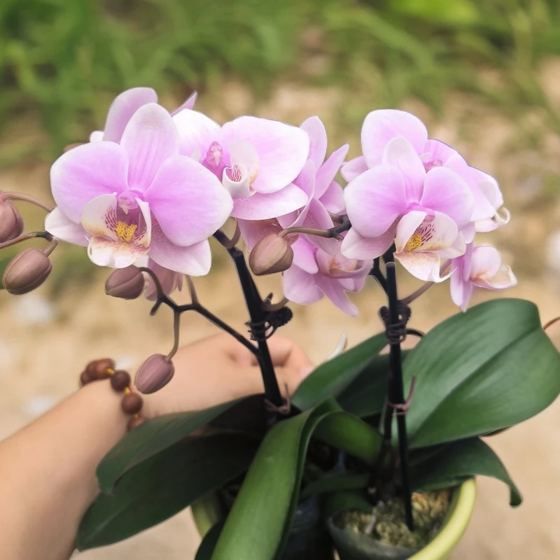 【万人迷】2.8寸云南鲜花蝴蝶兰盆栽带花带苞多年生桌面蝴蝶兰盆栽