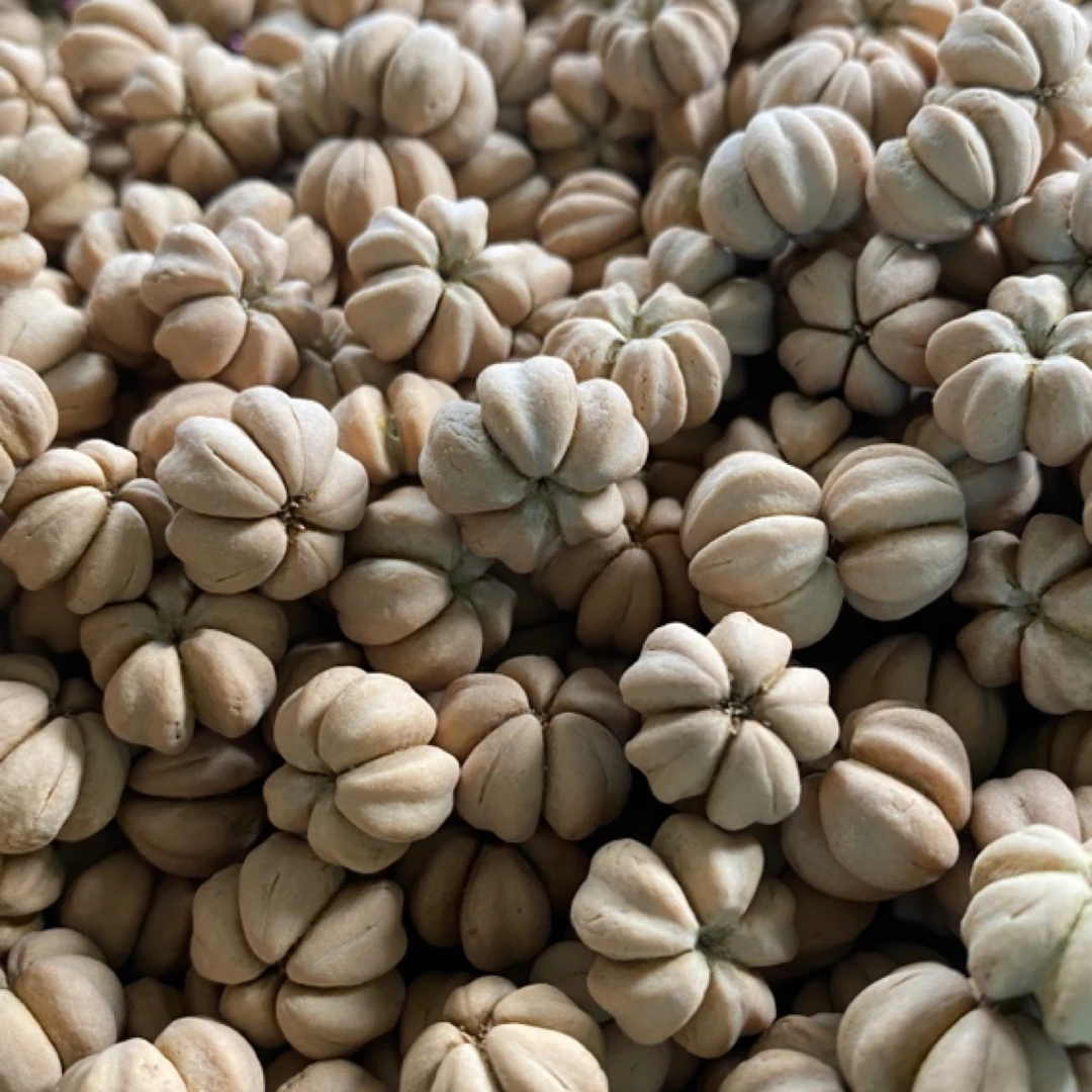 五福籽山楂核散籽原皮原色尺寸13到16一斤籽500颗左右