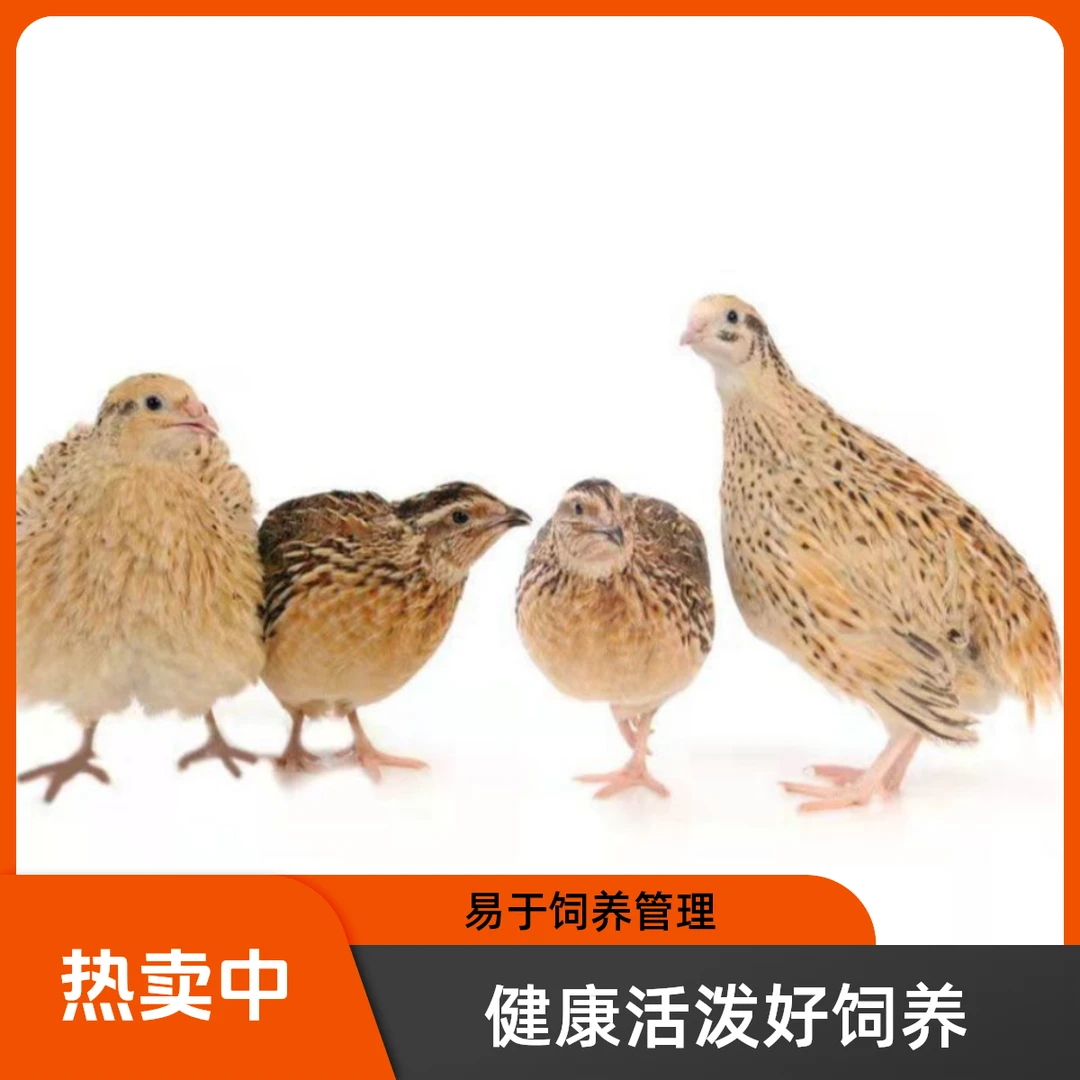 抖音热搜阳台小宠鹌鹑颜值高产蛋旺精神棒黄羽鹌鹑