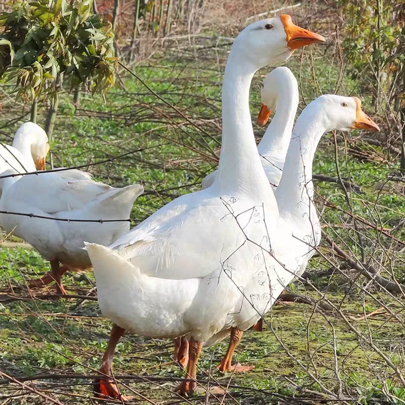 散养2年大鹅现抓现杀现改价带内脏 调价链接