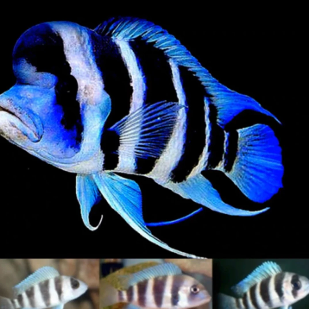 三湖慈鲷伊巴卡蓝六间 萨伊蓝活体热带观赏鱼龙虎鱼配鱼混养