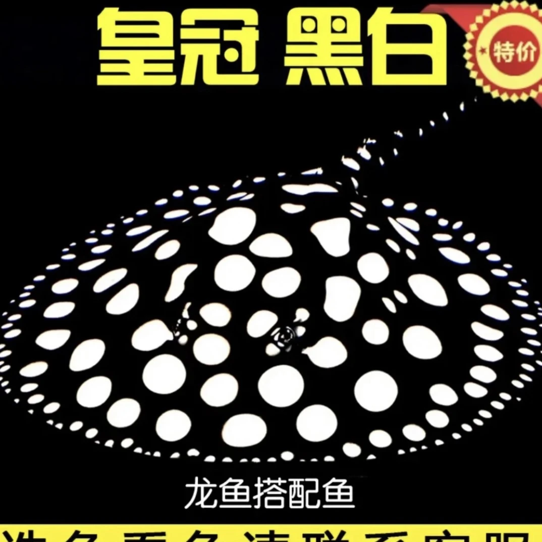 魟鱼皇冠黑白魟鱼底层鱼 珍珠魟米克斯 黑帝白子魟鱼