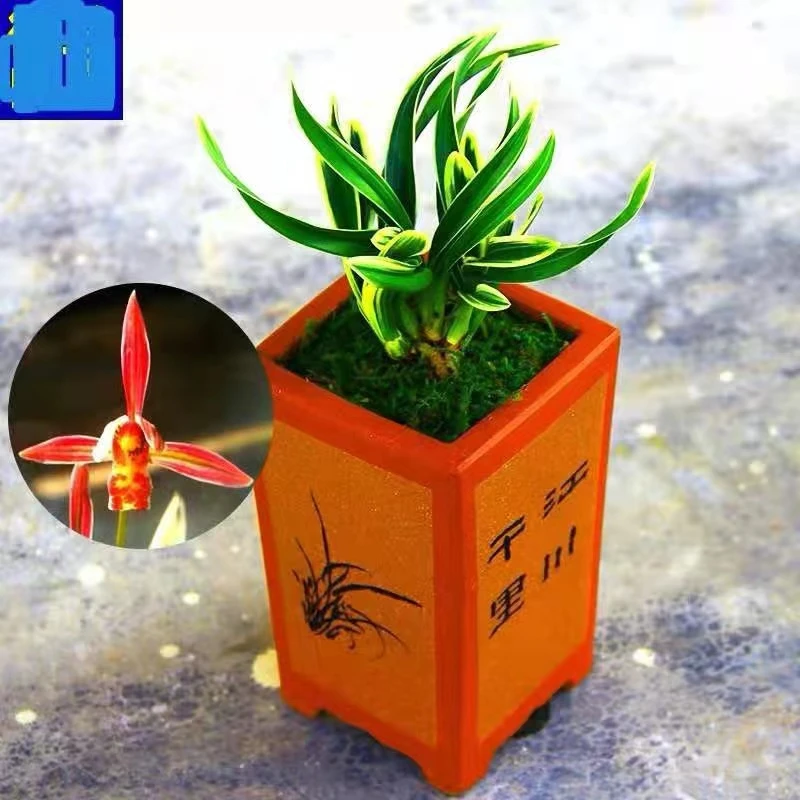 建兰奇花-金边达摩 花艺双全 矮种带金边 建兰浓香好养绿植花卉