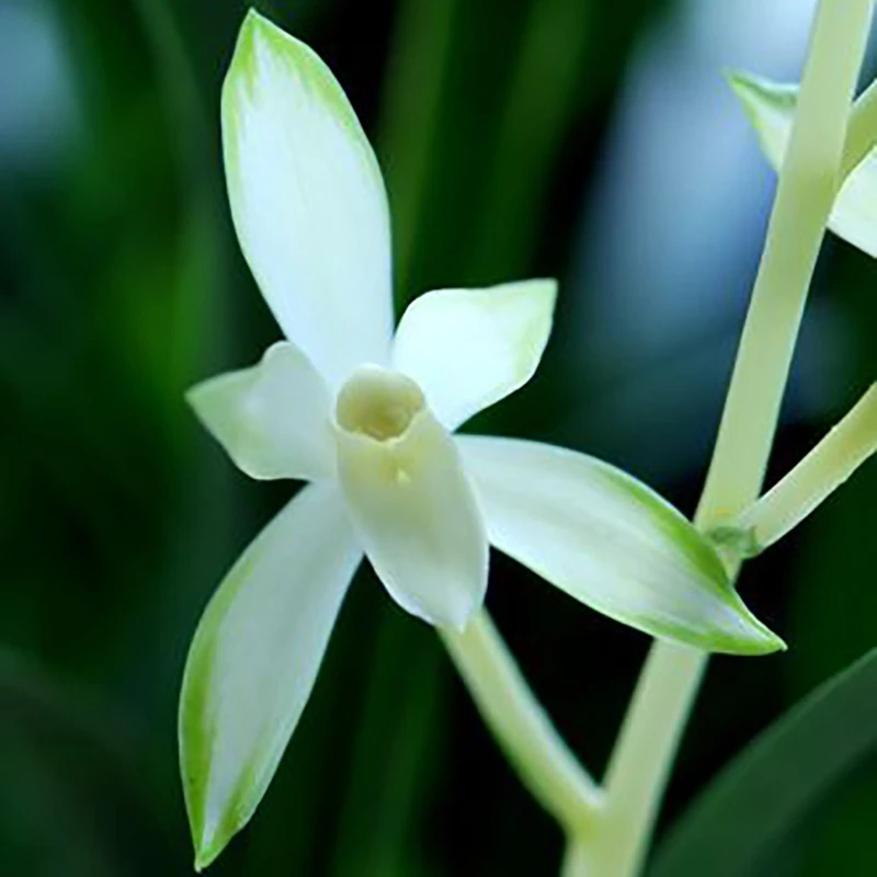 建兰铭品-白云素心 花期10-3月 素心花代表 浓香型