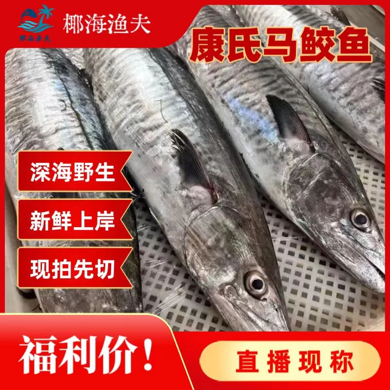 25.5斤深海野生【康氏马鲛鱼】直播现称