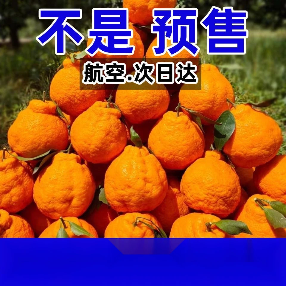 四川不知火丑橘当季四川丑八怪桔子整箱香甜多汁产地直发清香2斤