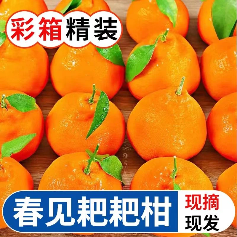 【精选粑粑柑】耙耙柑春见四川新鲜水果丑橘桔子2斤装成熟采摘大果