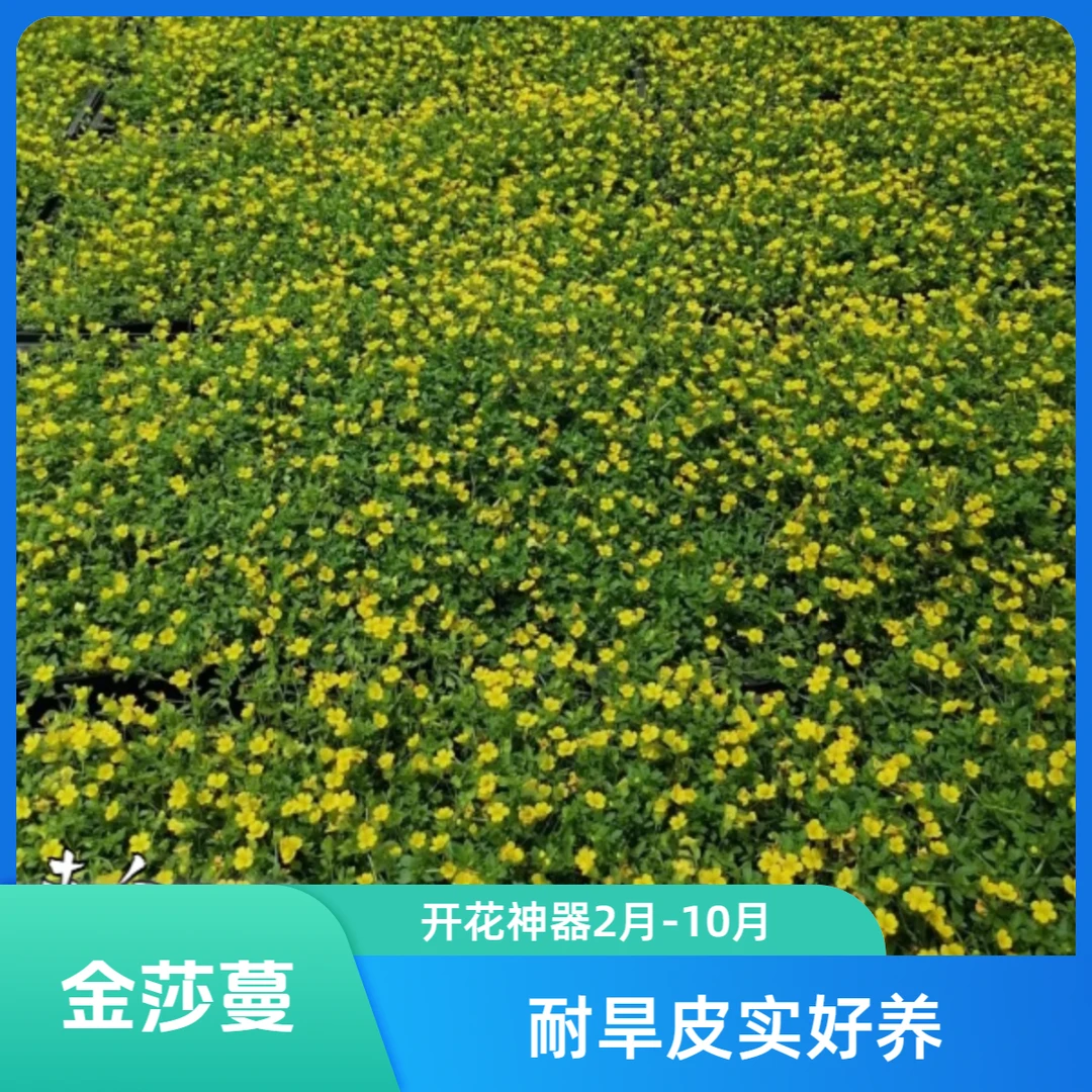 金莎蔓草姬岩垂草庭院地被植物耐踩踏耐寒矮麦冬佛甲草中华景天