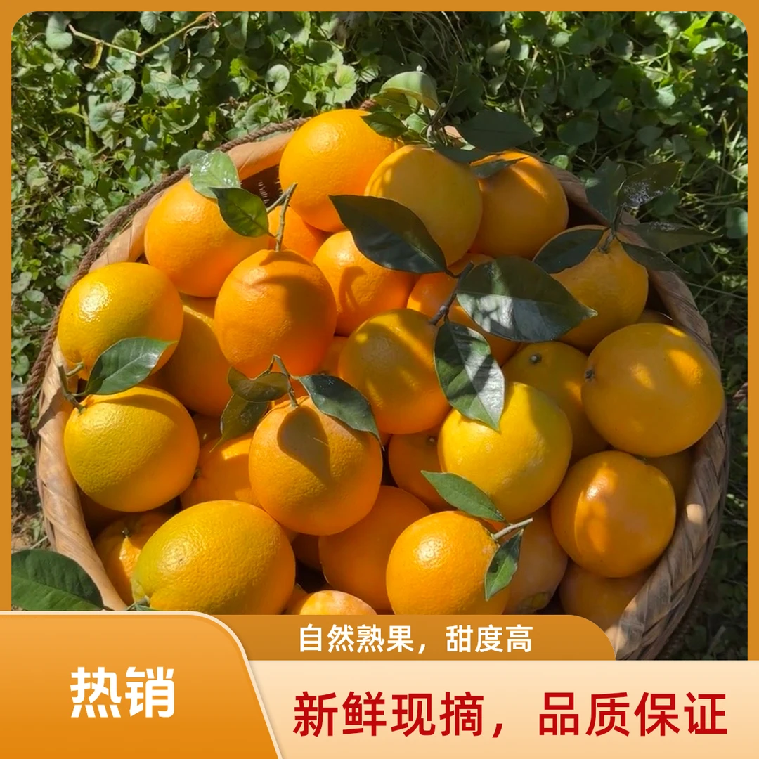 赣南脐橙自家果园新鲜采摘香甜多汁