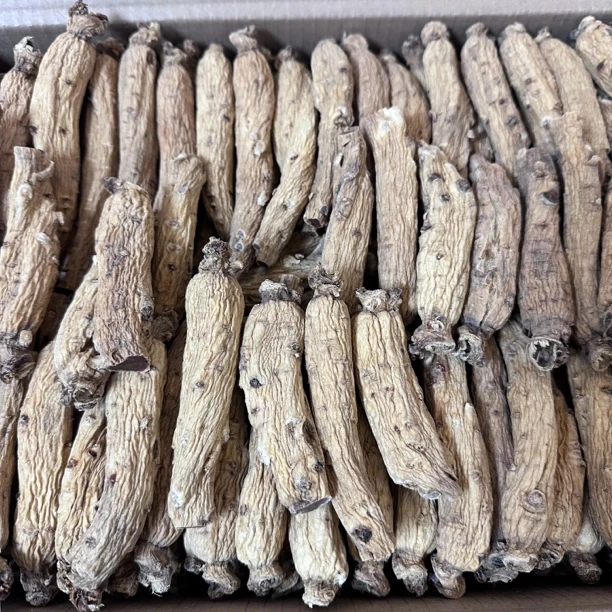 【参海1】东洋参 原枝大力整支