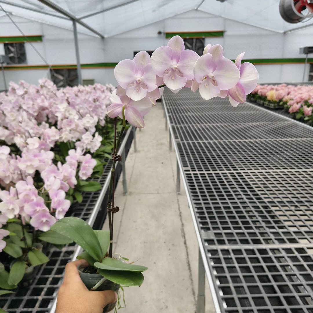 【威尼斯】欧品蝴蝶兰 淡粉色系 高品质 送人送礼