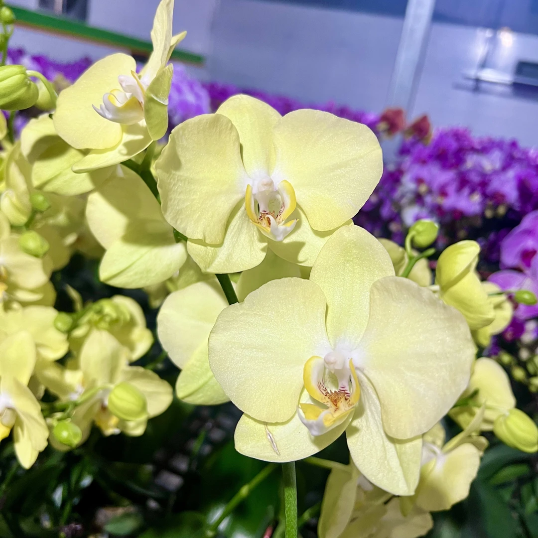 【芳美冰淇淋】蝴蝶兰 黄绿色大花 好看耐养 室内高端绿植花卉