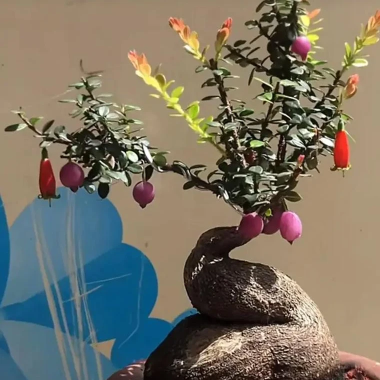 云南五翅梅树萝卜