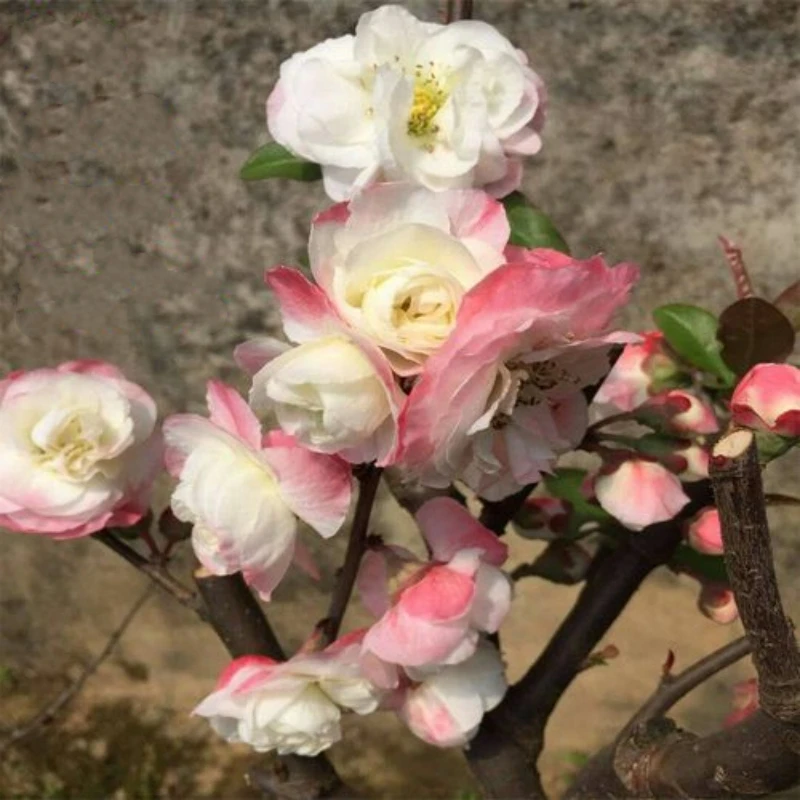 彩玉海棠变色海棠花盆栽室内阳台耐寒植物庭院