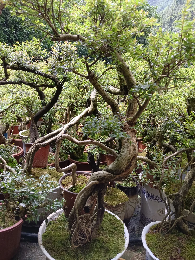 水杨梅绿植盆栽溪流石