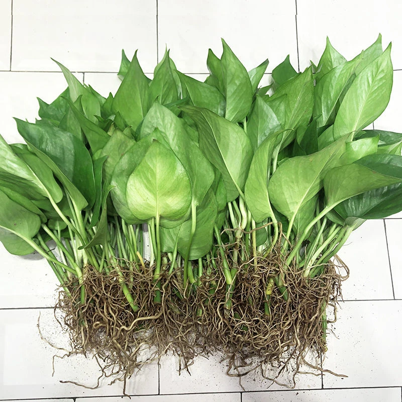 水培绿萝苗水养花卉盆栽客厅室内懒人绿植易养活驱蚊植物净化空气