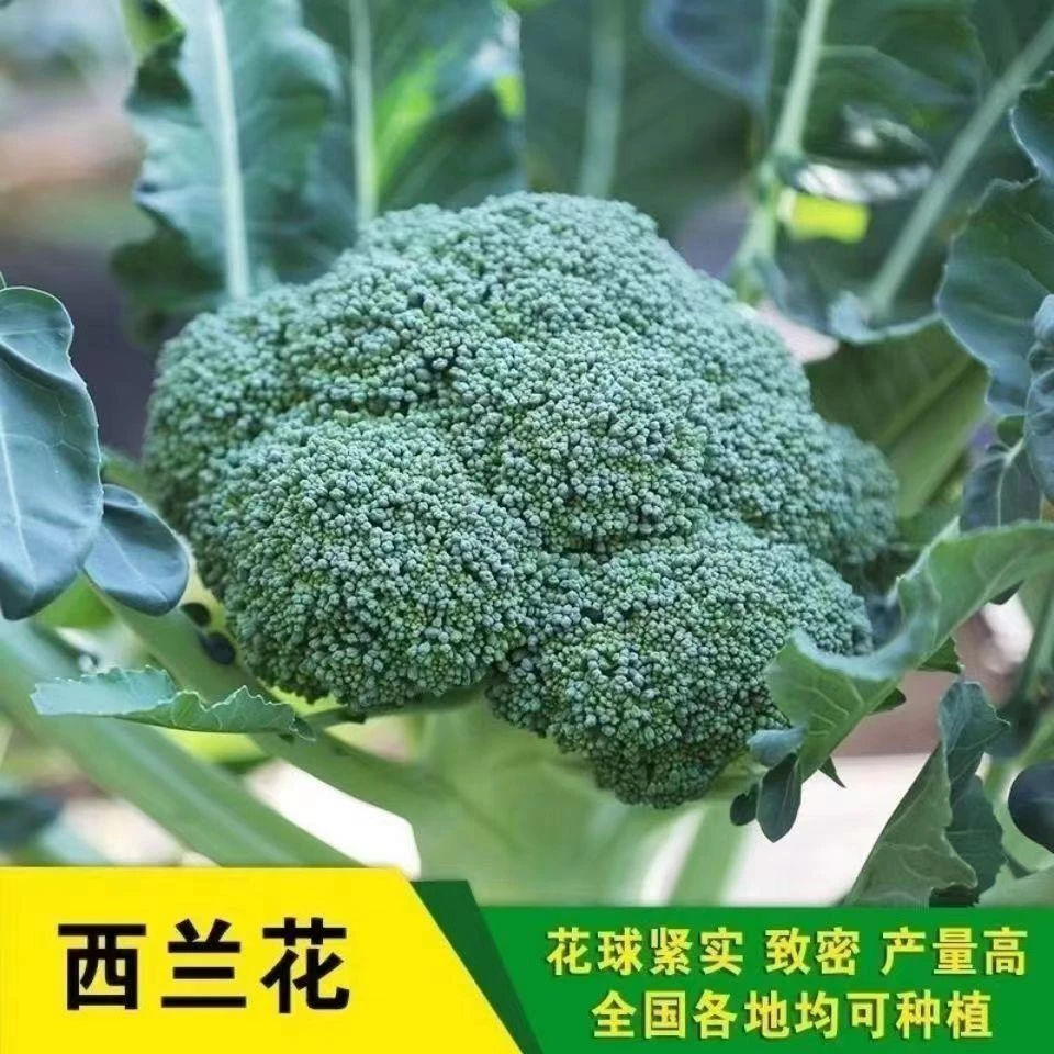 （全场满5包包邮）西兰花种子秋季盆栽阳台小院