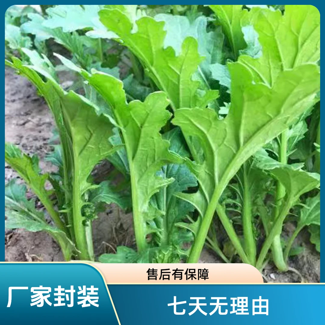 （全场满5包包邮）花边芥菜种子秋季盆栽阳台小院约1400粒