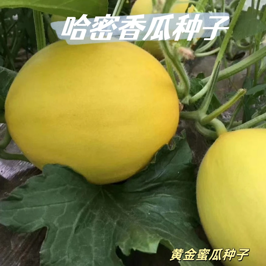 【全店满五包包邮】哈密香瓜种子黄金蜜瓜香瓜爬藤皮薄瓜种籽