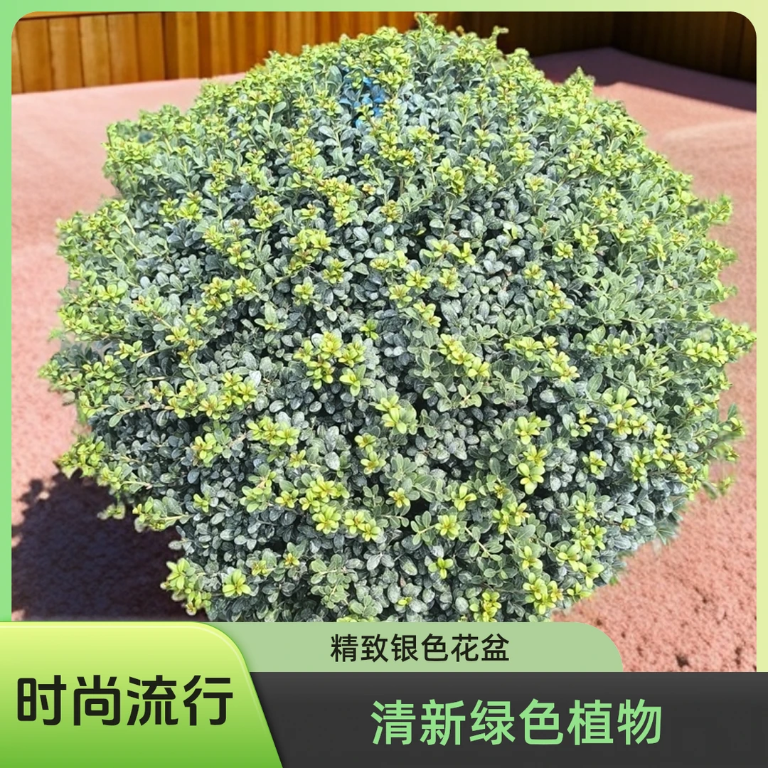龟甲冬青球球四季常青耐热耐寒