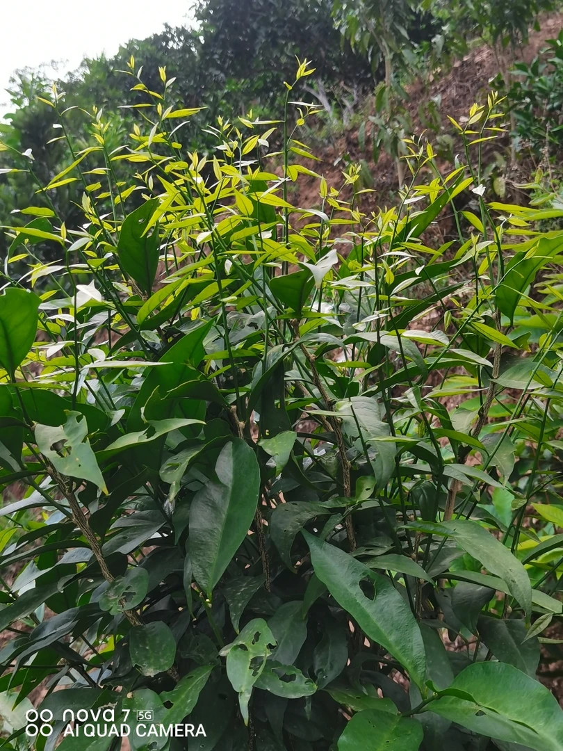 云南野生甜菜雷公菜，长蕊甜菜苗，158元10棵，云南山货野菜春季，绿