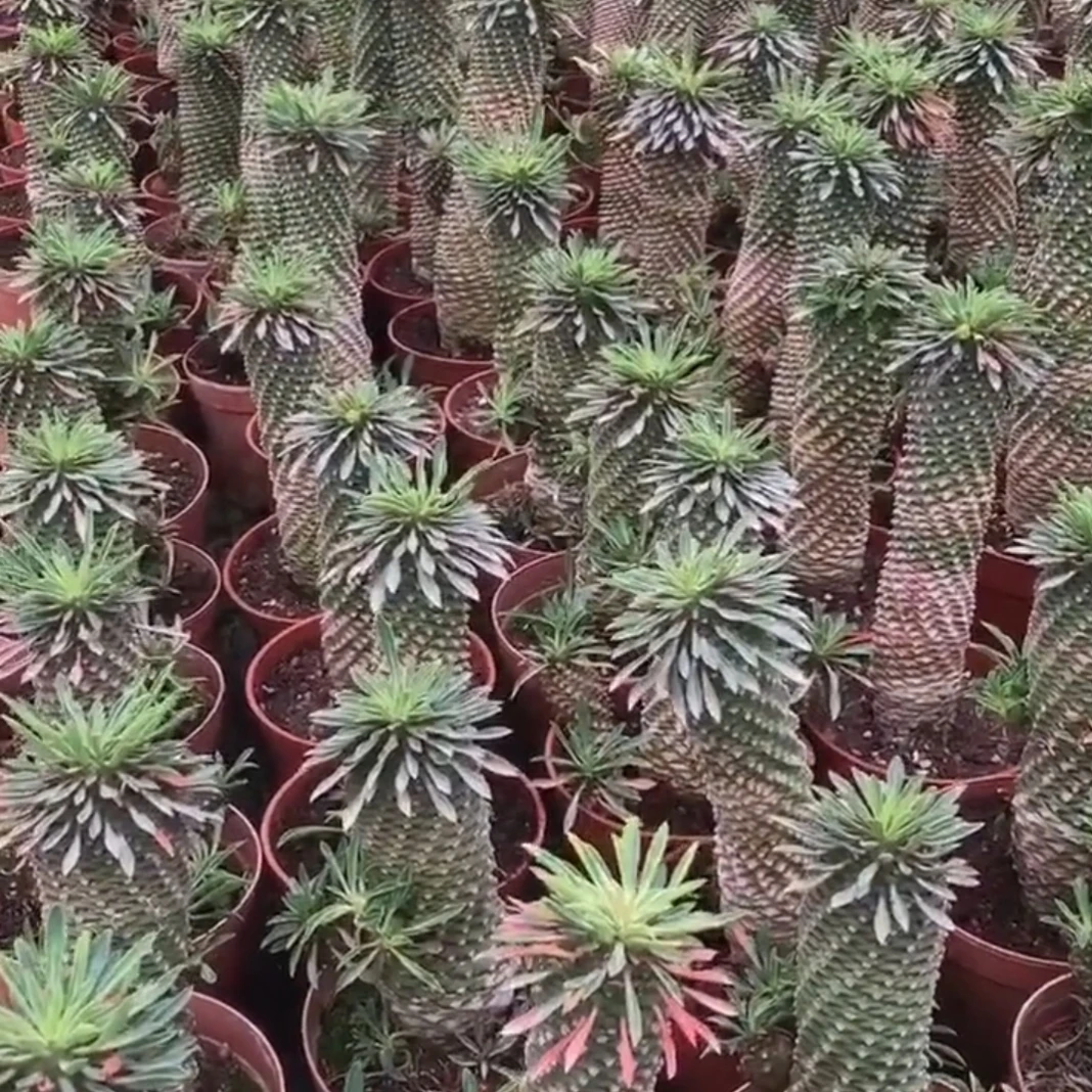 铁甲麒麟大戟科，块根多肉植物稀有贵货盆栽绿植
