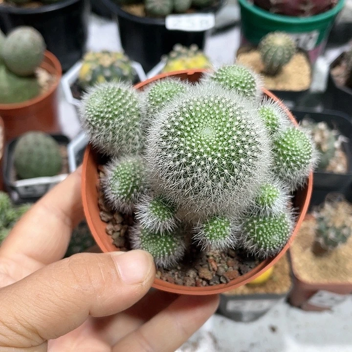 323雪丽球多头仙人球