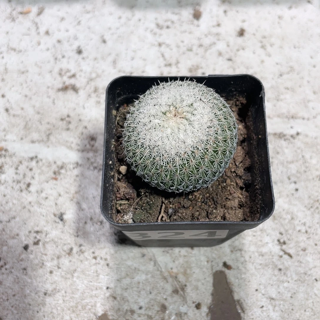 324乌月丸仙人球
