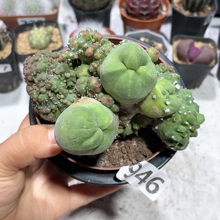 946城城柱石化仙人球