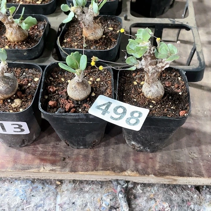 …**.498恩特美块根2颗