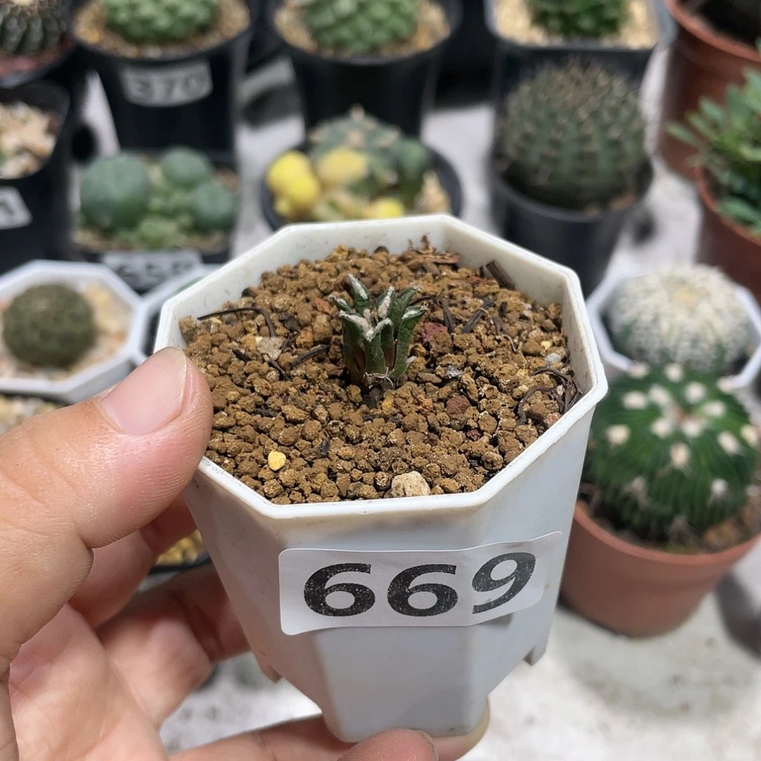 669实生黑牡丹小苗