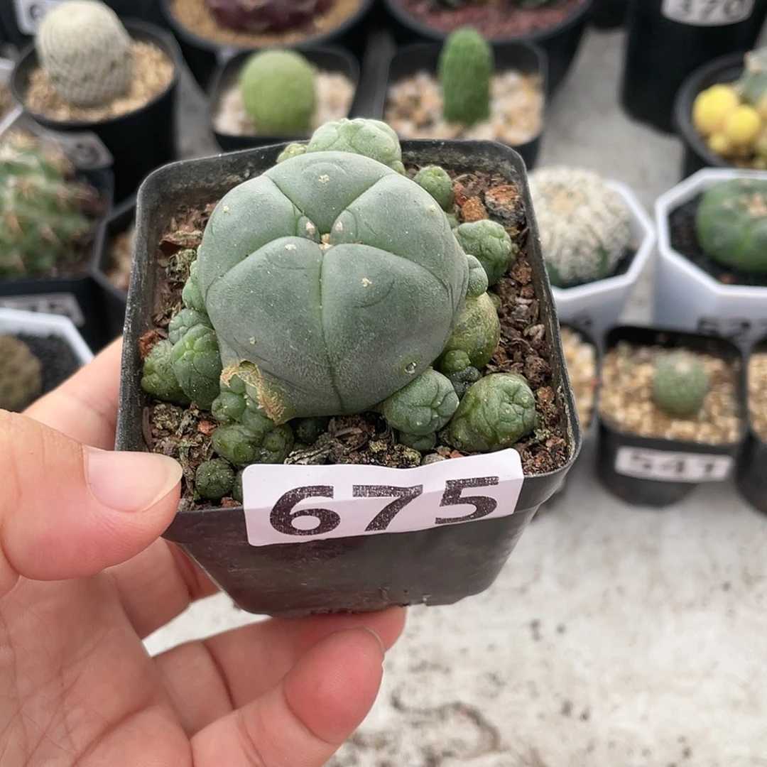 675实生海鲜群多头