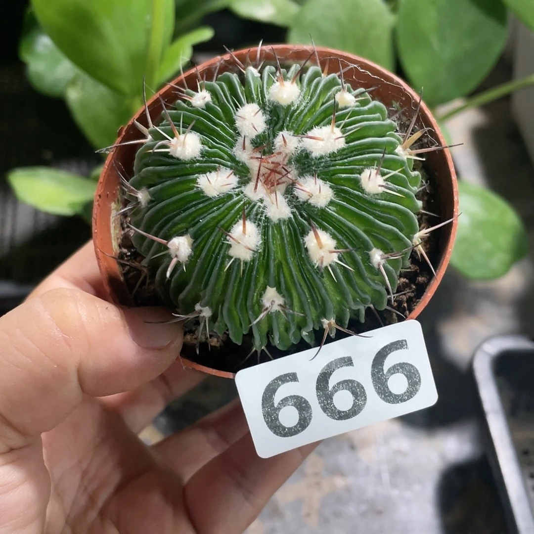 666实生多棱千波