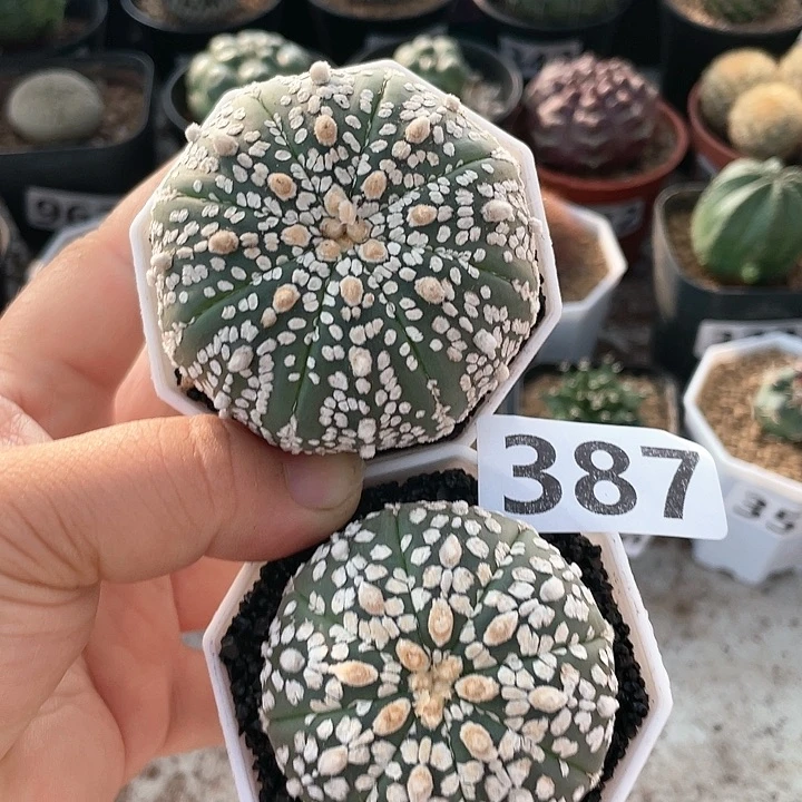 387实生超兜2颗仙人球