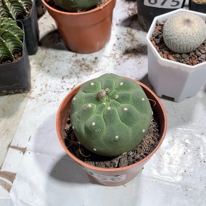 M****.956奇仙玉仙人球