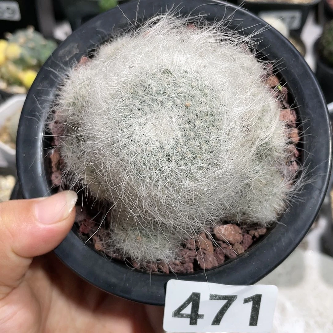 471大雪猿玉翁仙人球