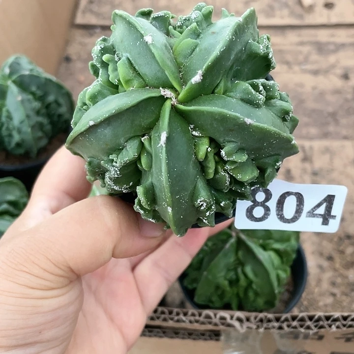 804实生大核桃仙人球