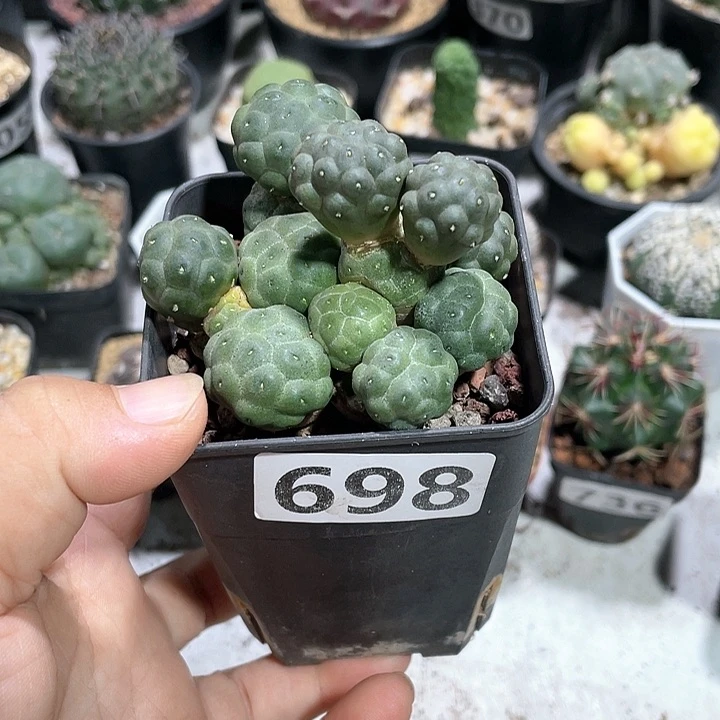 698实生大型足球仙人球