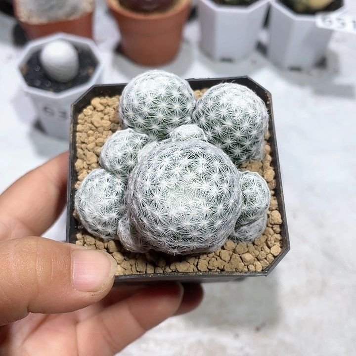 673大型姬春心多头