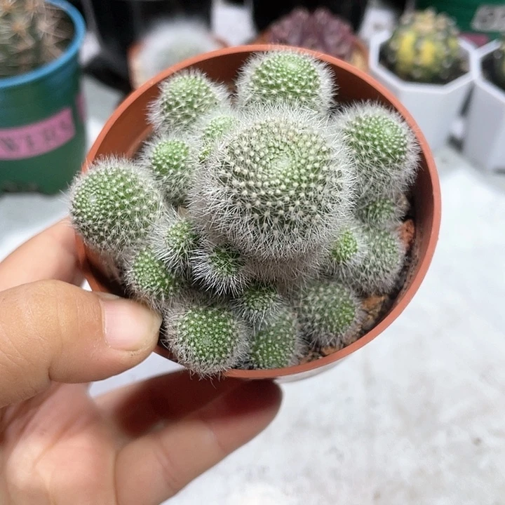 924雪丽山多头群