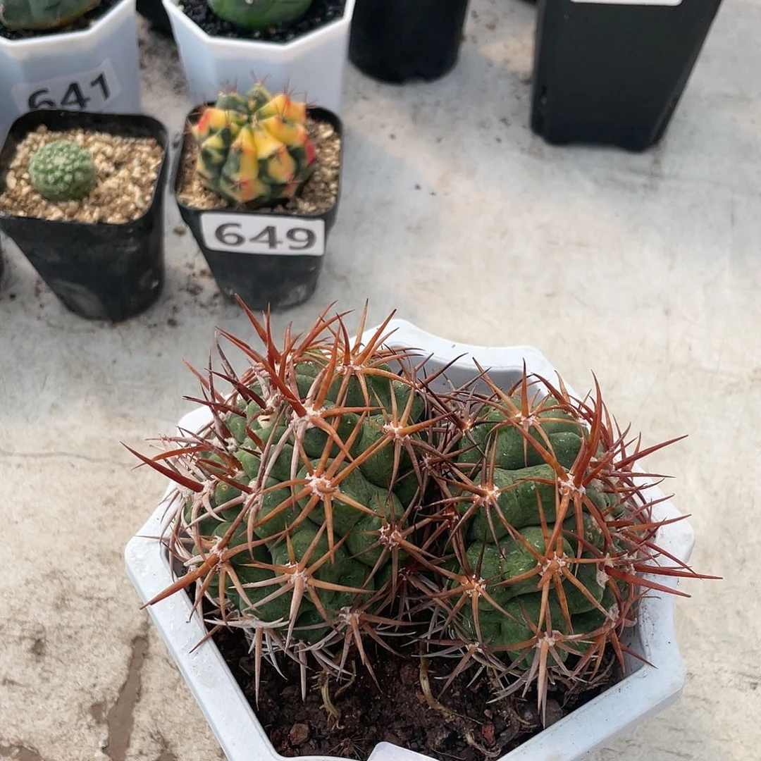 670双头狂刺碧岩玉