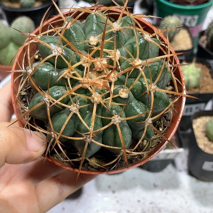 410实生狂刺圆盘玉