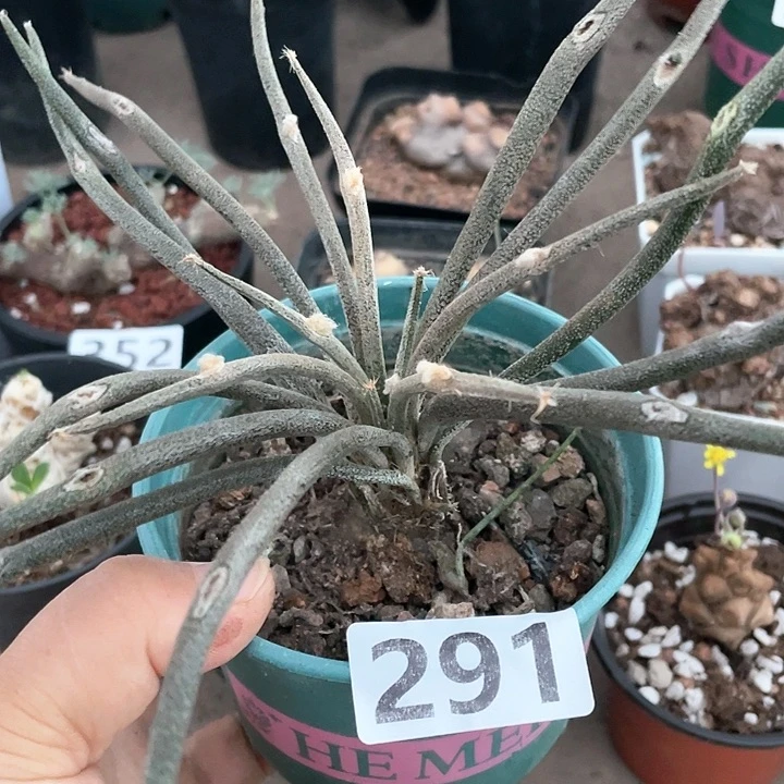 291实生大美杜莎