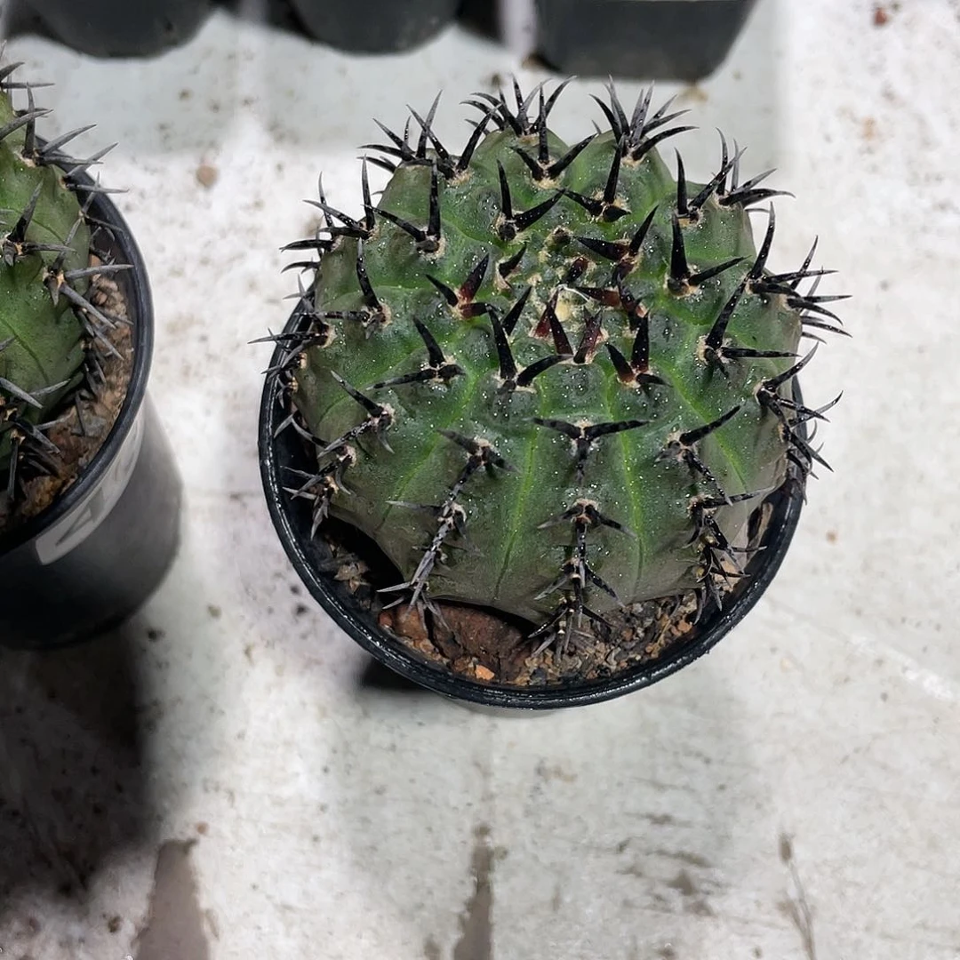 387仙人球黑刺凤头