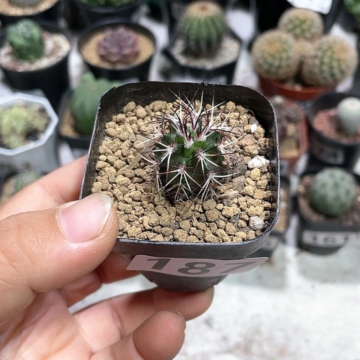 187实生达氏青花虾